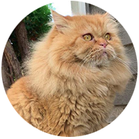 @therealpercythepersian